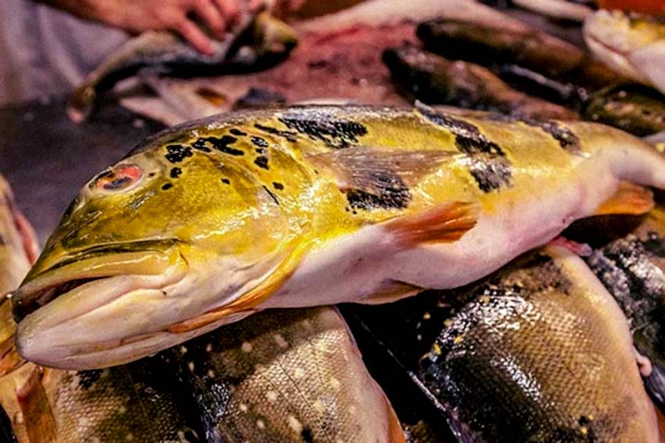 Peixes em seis estados da Amazônia têm contaminação por mercúrio