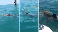 Tubarão tigre é flagrado atacando tartaruga 