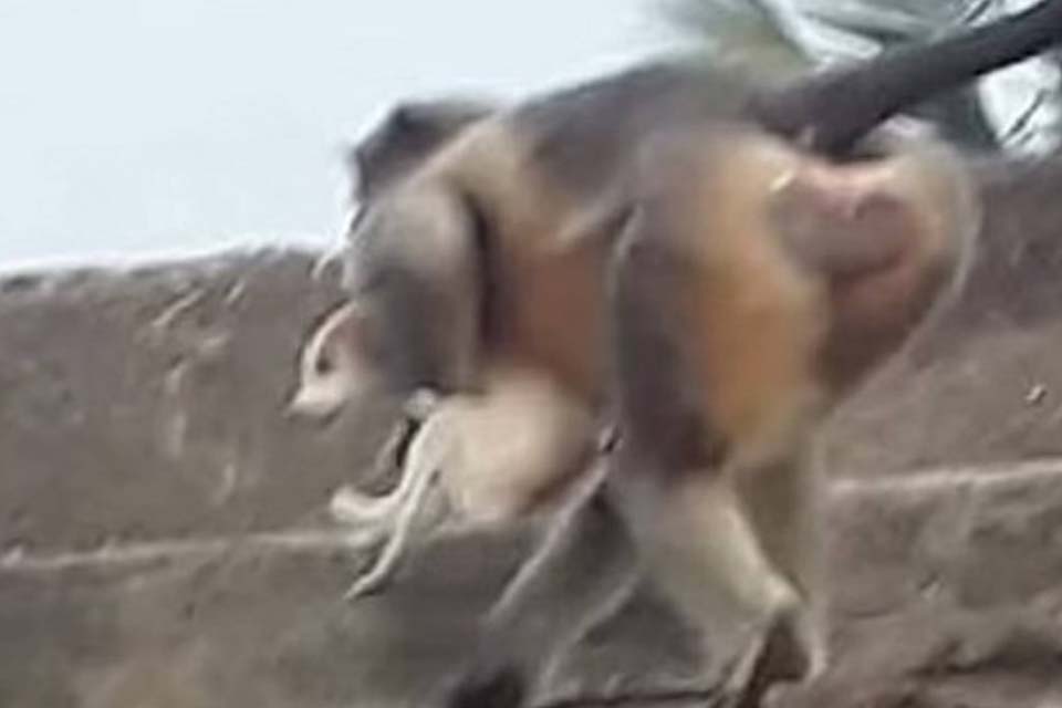 “Facção” de macacos mata mais de 250 cachorros por vingança
