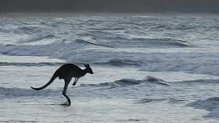 Cangurus são flagrados tomando banho de  mar