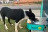 Pista de Caminhada da Linha 605 ganha ponto de hidratação com água potável gelada e bebedouro para pets