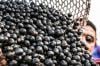 China facilita exportação de polpas e frutas congeladas brasileiras