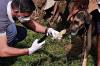 Dia do Médico-Veterinário, uma vocação que transforma cuidado em proteção