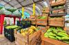 Transporte da Produção aproxima o campo do mercado em Porto Velho