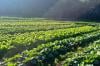 Prefeitura de Porto Velho atualiza tabela de preços para fortalecer agricultura familiar e merenda escolar
