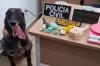  Ação integrada da Polícia resulta em prisão e apreensão de drogas com apoio do Canil