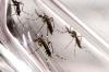 Aedes aegypti: quase metade dos municípios está em alerta ou risco