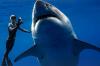 Maior tubarão-branco já registrado em vídeo tem mais de 50 anos