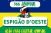 Prefeitura informa que vagas para a castração gratuita foram totalmente preenchidas