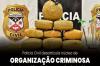 PC desarticula organização criminosa em ligado ao tráfico de drogas 