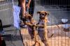 Evento do Dia das Mães terá adoção animal, castração e distribuição de mudas na capital