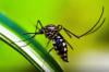 Estudo alerta para relação da dengue com a Síndrome de Guillain-Barrép