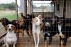 Mais de 1,3 mil atendimentos e 400 resgates: Vilhena amplia ações de proteção animal