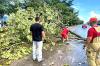 Porto Velho: Saiba como acionar atendimento em casos de risco de queda de árvores