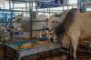 Fórum para Manutenção da Zona Livre de Febre Aftosa debate rastreabilidade bovina
