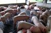 Rondônia viabiliza produção de suínos com foco em mercado e exportação