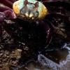 Aplicativo ajuda a preservar caranguejo-uçá durante acasalamento