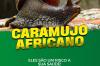 Equipe de vigilância sanitária está monitorando e orientando população sobre proliferação do caramujo africano