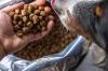 Distribuição de ração reforça apoio a protetores de cães e gatos