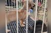 Feira de adoção responsável garante novo lar par 18 animais em Pimenta Bueno