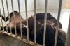 Pitbull Ariel ganha uma nova chance após ser resgatada em estado grave