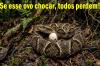 Professor Nazareno, o coluniasta mais polêmico do Norte, escreve : “ovo da serpente” vai chocar?