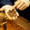 Safra de café deve registrar aumento de 16,8%, diz Conab