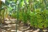 Porto Velho se destaca na produção de banana e reforça apoio aos agricultores