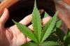 Suprema Corte dos EUA libera parcialmente porte de armas a usuários de maconha