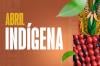 Abril Indígena: decisão judicial cancela matrícula de estudante que se passou por indígena em Rondônia
