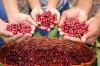 Em Cacoal cafeicultura impulsiona comunidades indígenas e empreendedores na produção