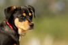 Quanto custa manter um cachorro? Guia para planejar os gastos com seu animal de estimação