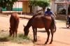 Cavalos são flagrados pastando em plena avenida Dr. Lewerger e expõem motorista a risco de acidentes 