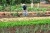 Das mãos da família para a mesa dos porto-velhenses: agricultura familiar transforma vidas e fortalece a economia local