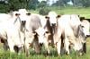 Projeto Campo Futuro chega a Cacoal para mapear os custos da pecuária de corte