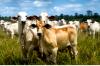Porto Velho se destaca entre os maiores produtores de Rondônia e leva força do campo à Agrotec 2026