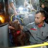 Bombeiros, médicos e cães farejadores embarcam para a Turquia para ajudar no resgate