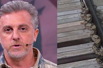 Luciano Huck encontra cobra em mansão no Rio: 