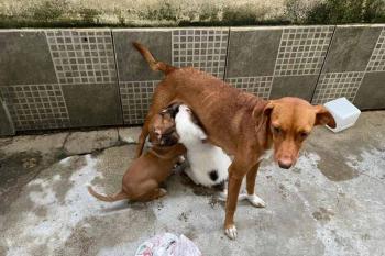 Prefeitura de Porto Velho resgata cães abandonados após denúncia