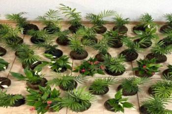 Projeto com artesanato de plantas promove ressocialização e futura inserção no mercado de trabalho