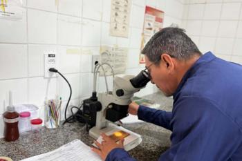 Coleta de ovitrampas avança na preparação para o Método Wolbachi