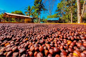 Região Matas de Rondônia conquista sucesso na produção de café especial e sustentável no Brasil