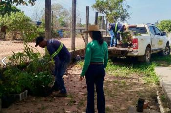 Prefeitura promove ação de arborização e paisagismo no Distrito do Urucumacuã 