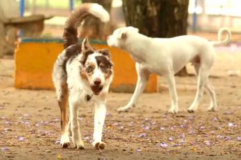 Mais de 300 pets estarão disponíveis para adoção em evento em SP