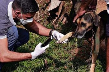 Dia do Médico-Veterinário, uma vocação que transforma cuidado em proteção