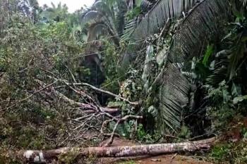 Sema age com rapidez após queda de árvores no Parque Natural Raimundo Paraguassu