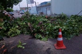 Equipes removem árvores caídas após temporal e reforçam cuidados durante mudanças climáticas
