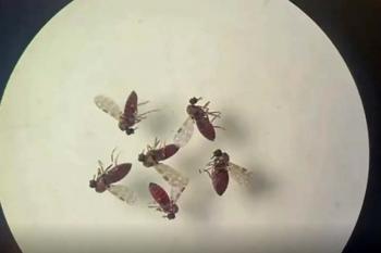 Subnotificados, casos de Oropouche atingem 2% da população brasileira