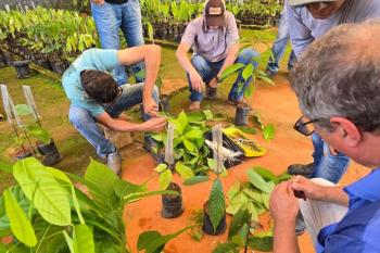 Prefeitura abre credenciamento para distribuição de mudas de cacau