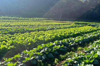 Prefeitura de Porto Velho atualiza tabela de preços para fortalecer agricultura familiar e merenda escolar